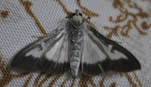 Réf. 248 438 : Cydalima perspectalis
